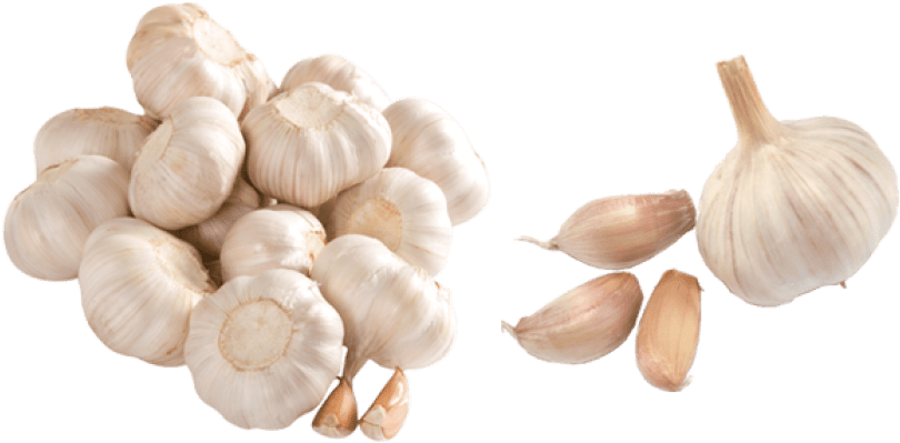 Fresh Garlic Bulbsand Cloves PNG image