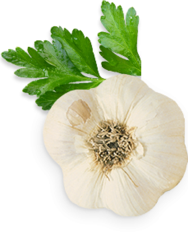 Fresh Garlic Halfwith Parsley PNG image