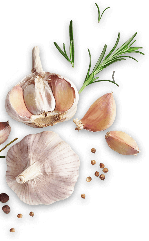 Fresh Garlicand Cloves Illustration PNG image