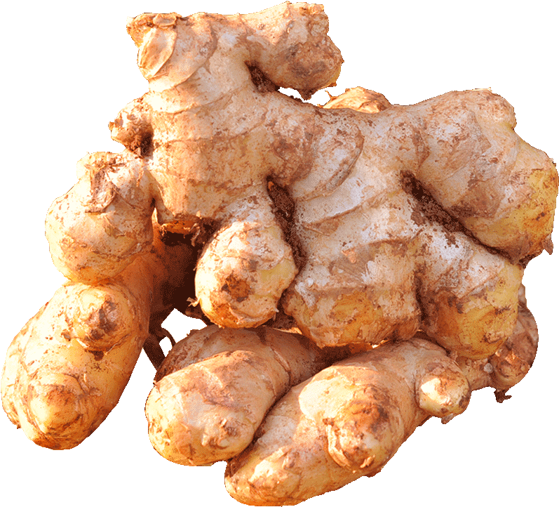 Fresh Ginger Root Cluster.png PNG image