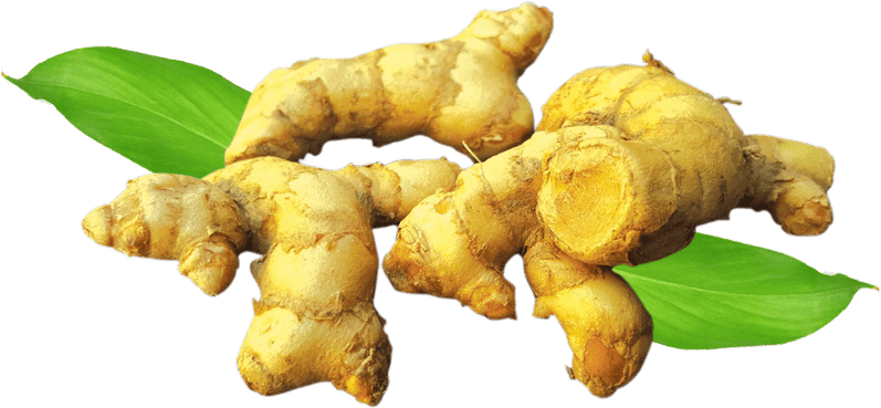 Fresh Ginger Rootwith Leaves PNG image
