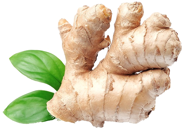 Fresh Ginger Rootwith Leaves.png PNG image