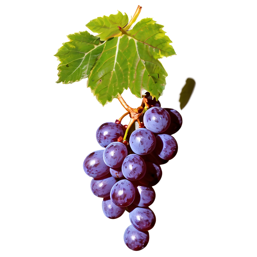 Fresh Grape Image Png Imf62 PNG image