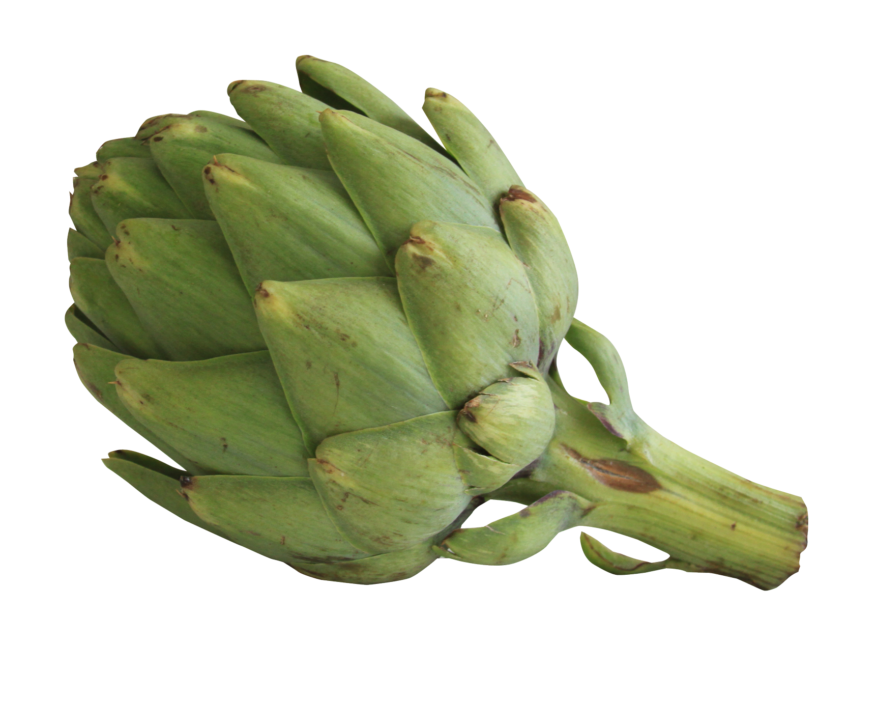 Fresh Green Artichoke.png PNG image