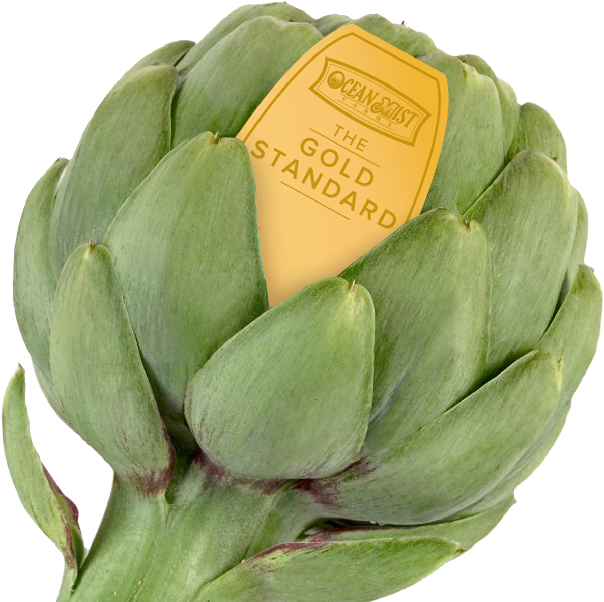 Fresh Green Artichoke With Label PNG image