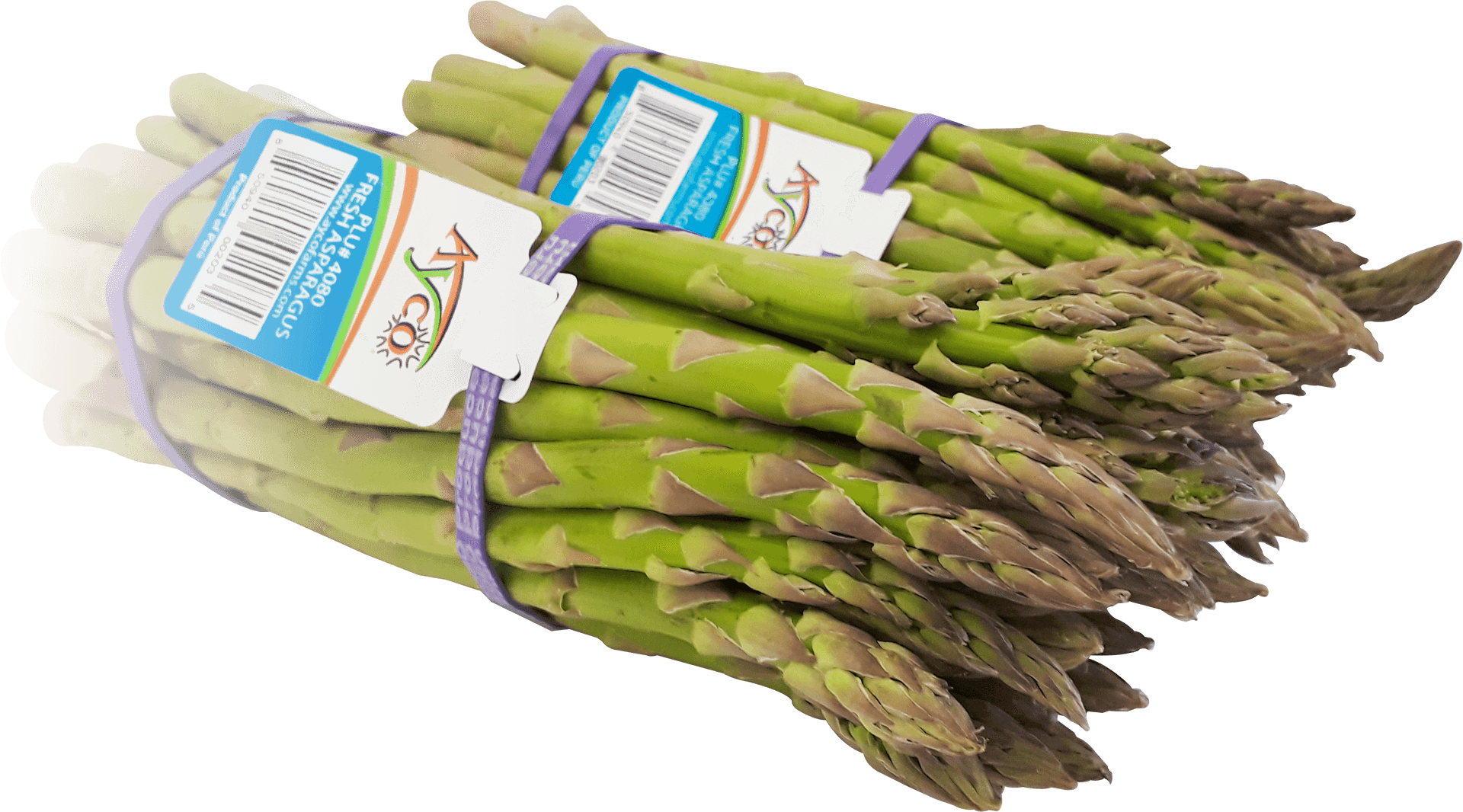 Fresh Green Asparagus Bunches PNG image