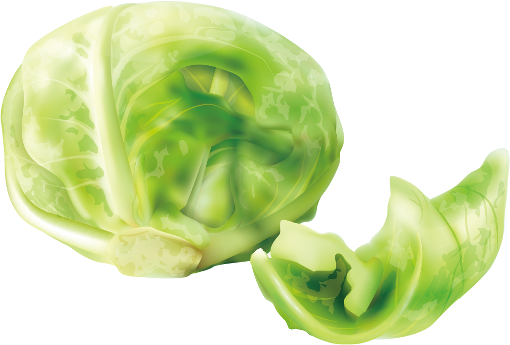 Fresh Green Cabbage Illustration PNG image