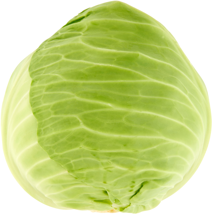 Fresh Green Cabbage Isolated PNG image