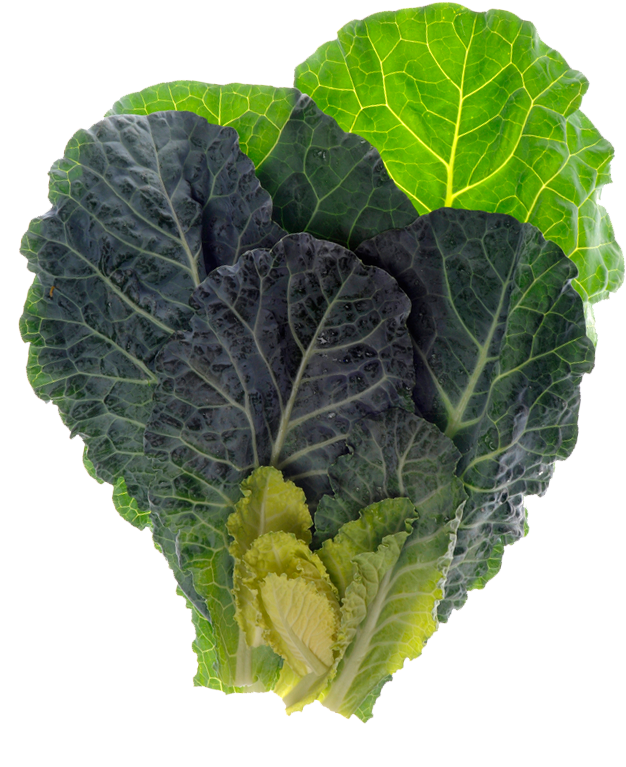 Fresh Green Cabbage Leaves PNG image