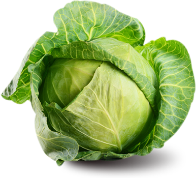 Fresh Green Cabbage.png PNG image