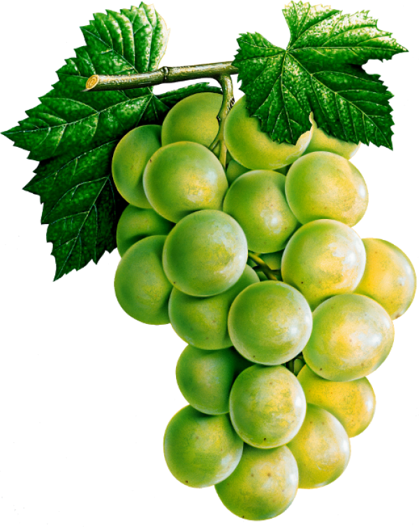 Fresh Green Grape Cluster.png PNG image