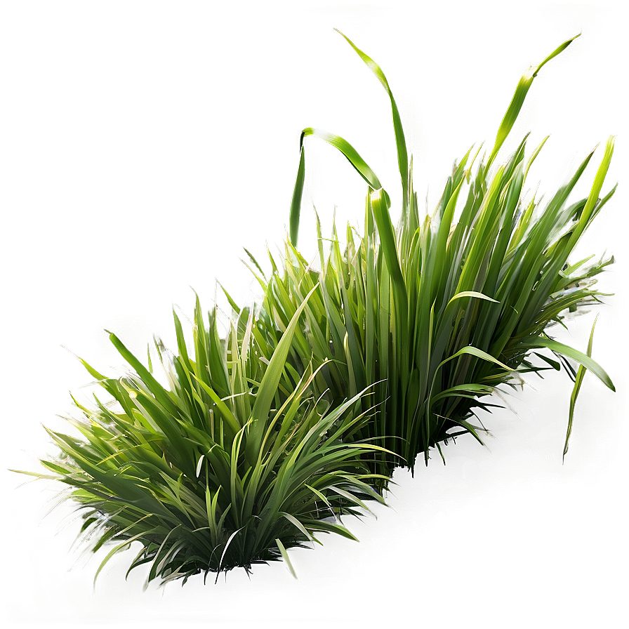 Fresh Green Grass Png 06262024 PNG image