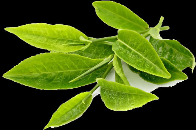 Fresh Green Leaves Isolatedon Black Background PNG image