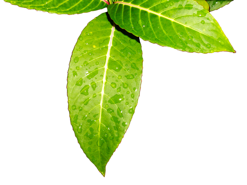 Fresh Green Leaveswith Water Droplets.jpg PNG image