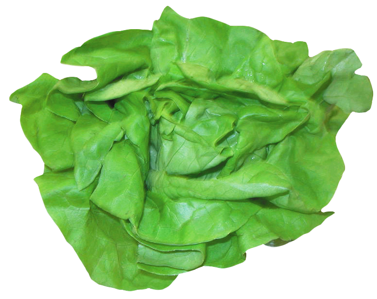 Fresh Green Lettuce Leafy Vegetable PNG image