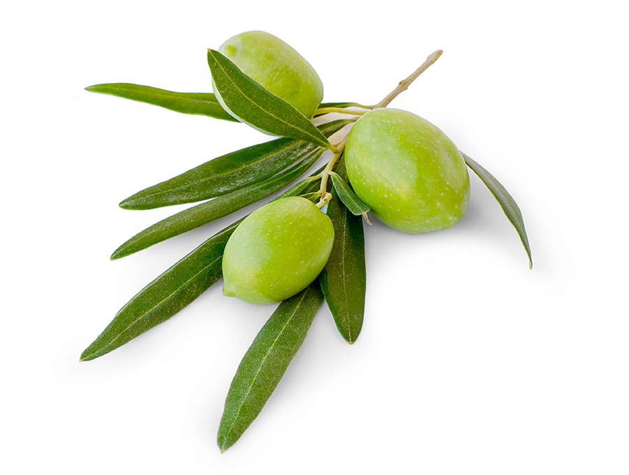 Fresh Green Olives Branch PNG image