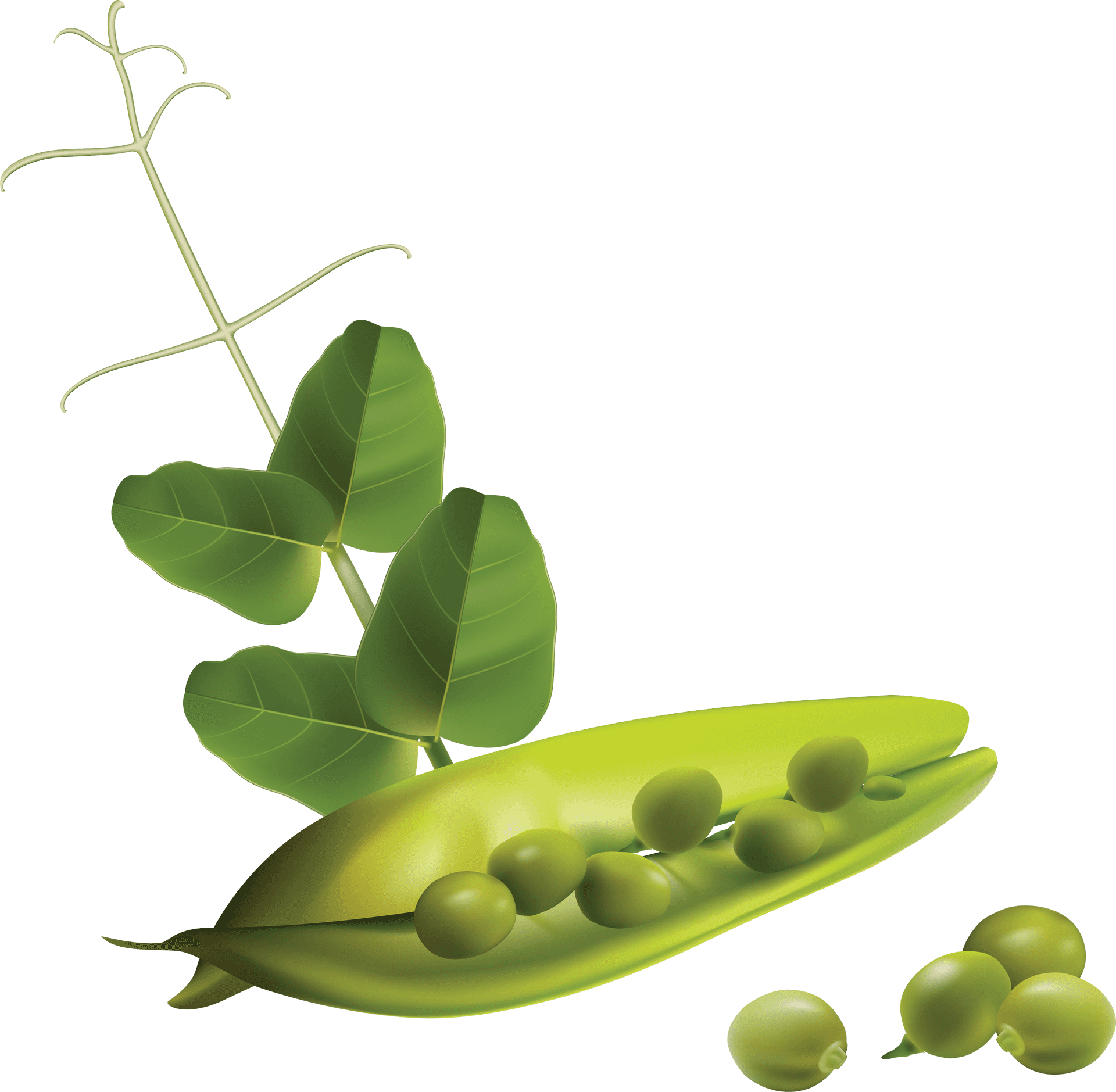 Fresh Green Pea Pod Illustration PNG image