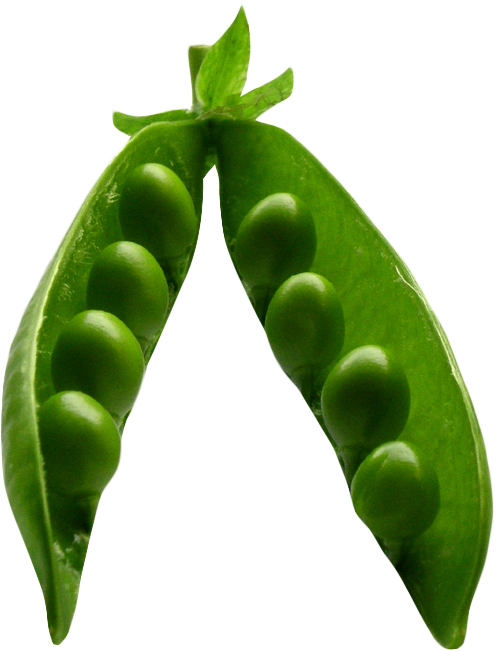 Fresh Green Pea Pod Transparent Background PNG image