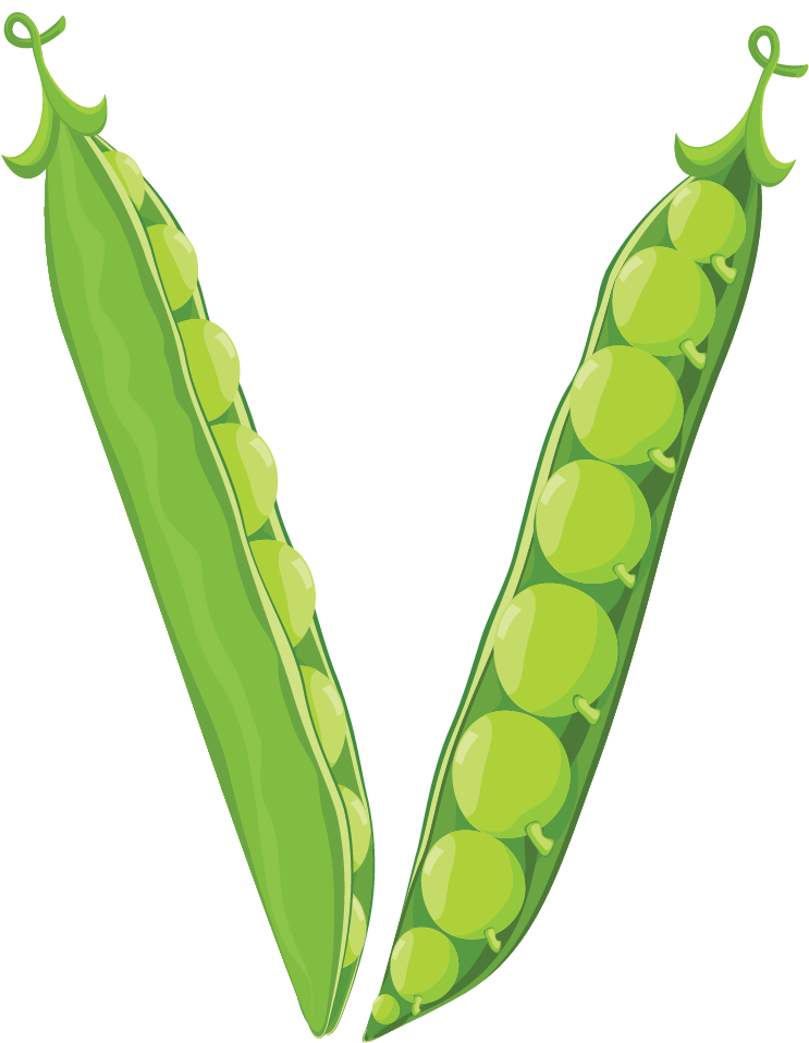 Fresh Green Peas Illustration PNG image