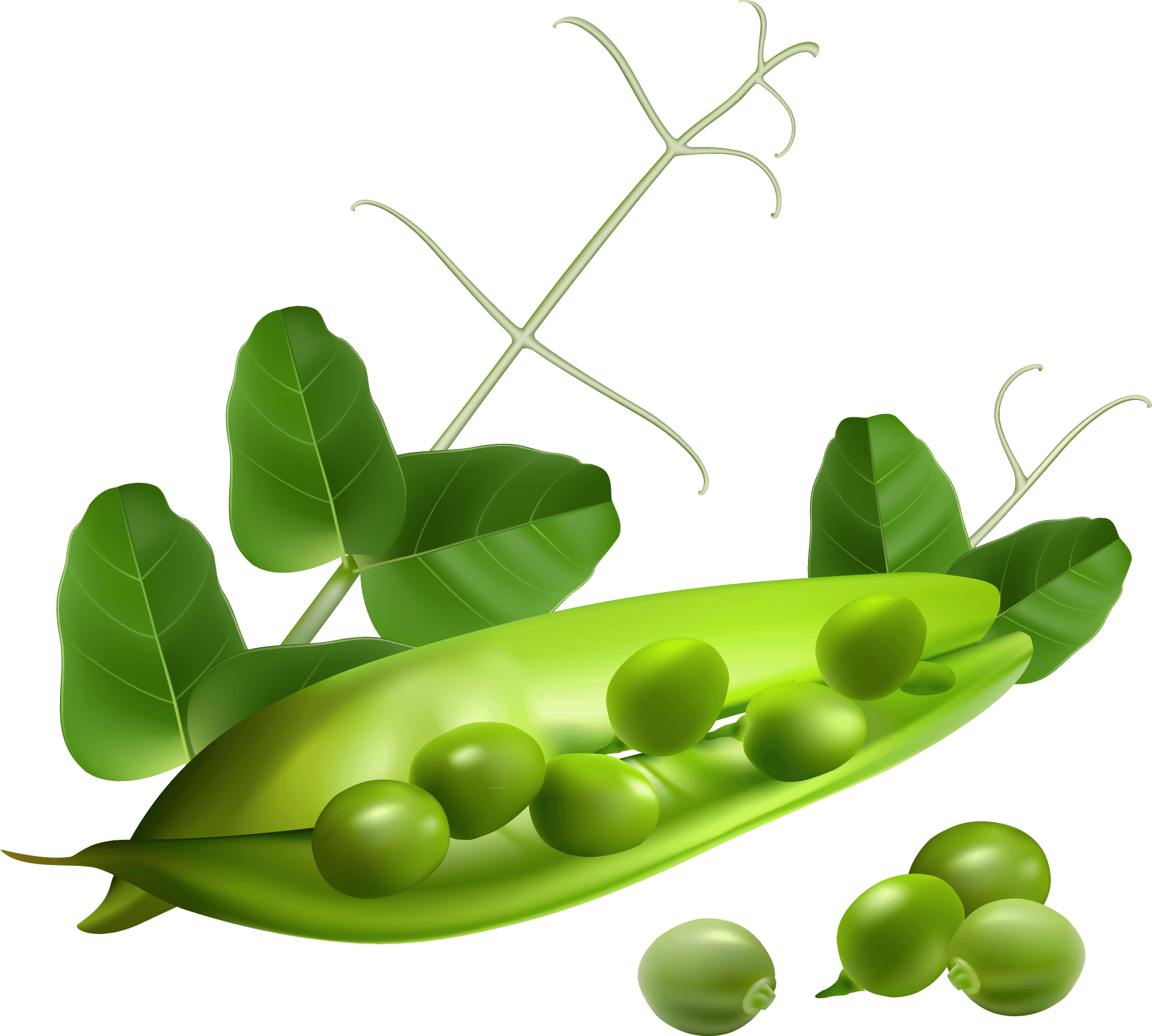 Fresh Green Peas Pod Illustration PNG image