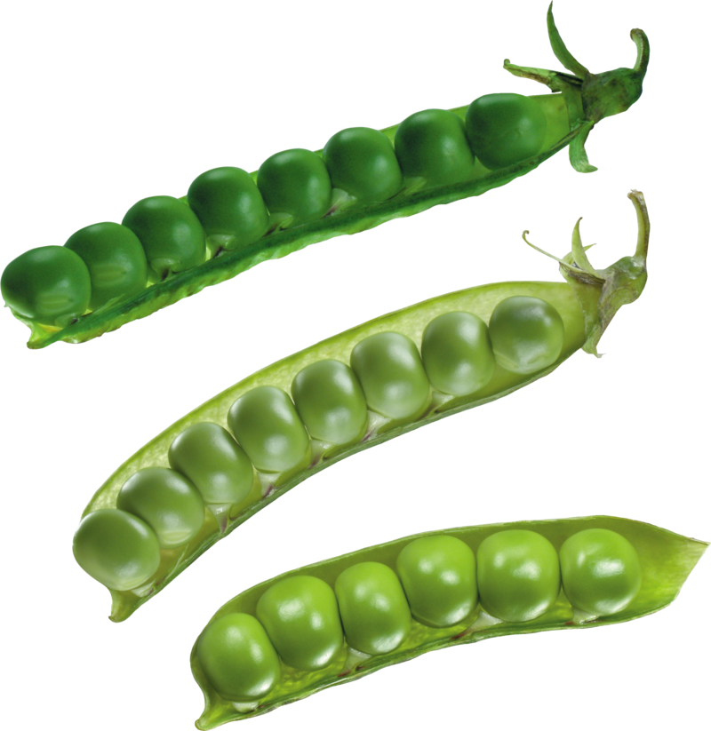 Fresh Green Peas Pods Transparent Background PNG image