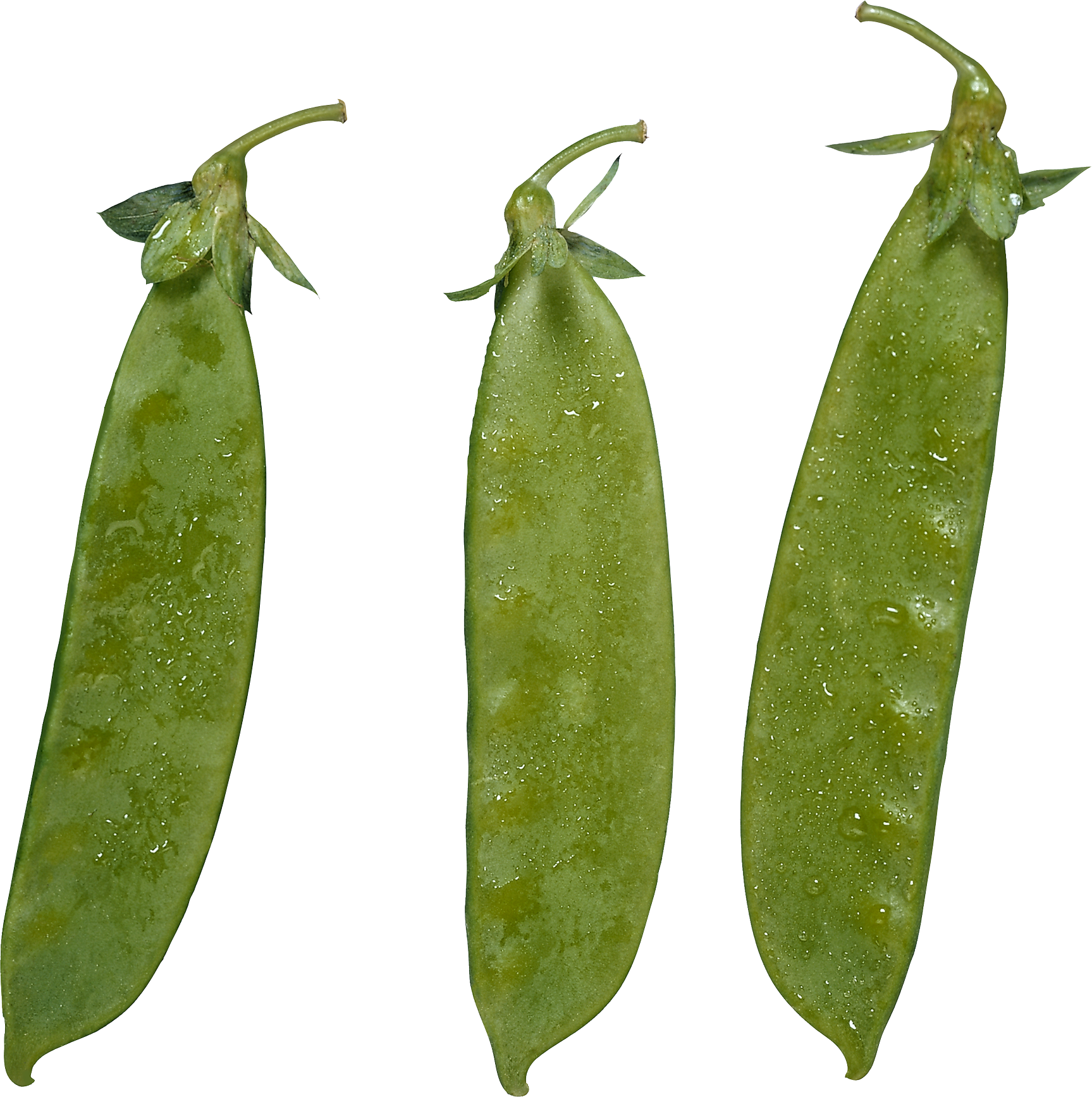 Fresh Green Peas Pods Water Droplets PNG image