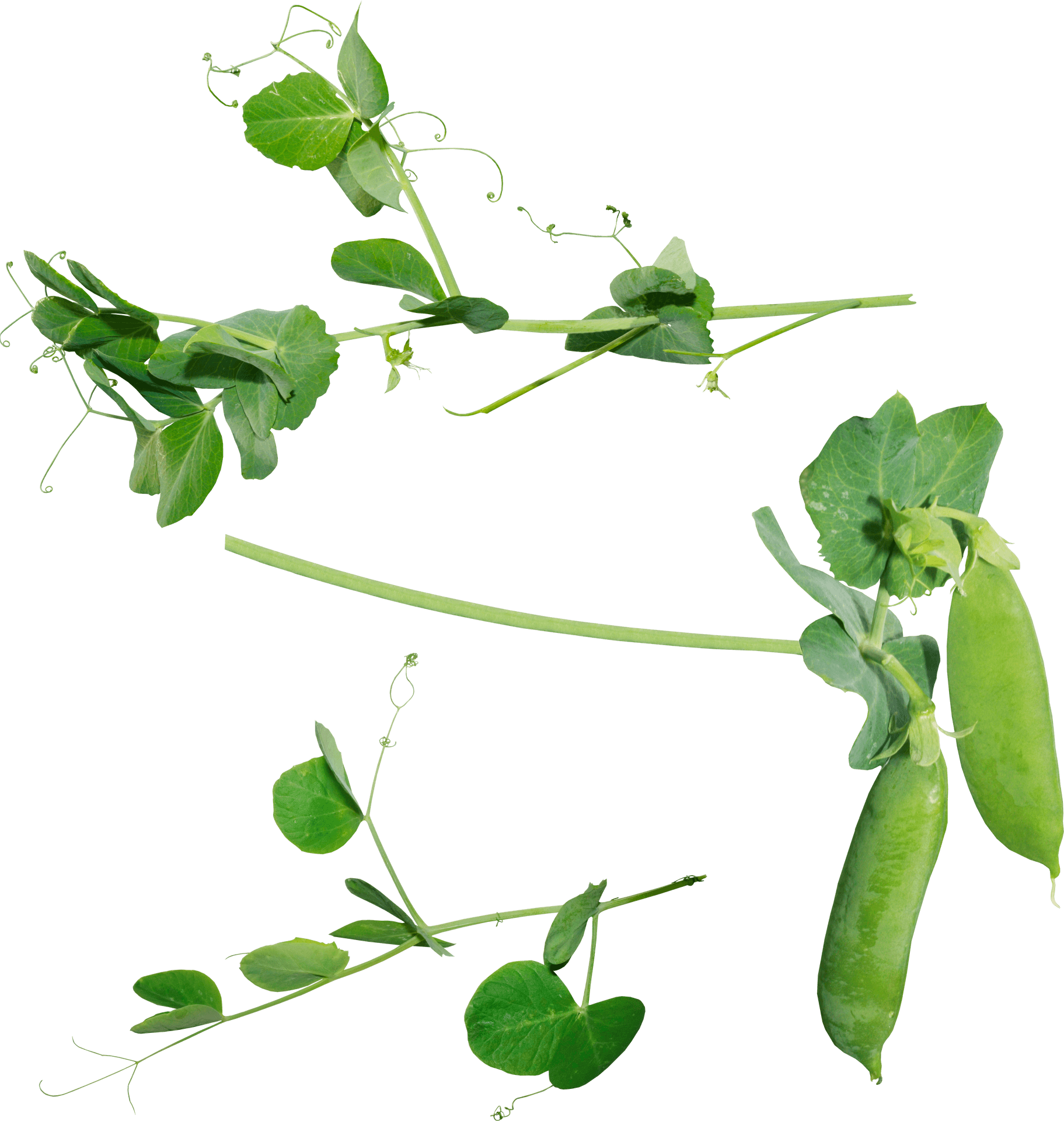Fresh Green Peasand Pods PNG image
