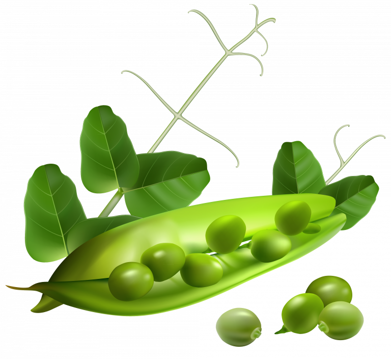 Fresh Green Peasand Pods PNG image