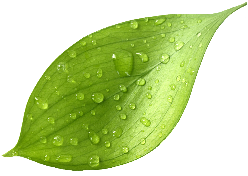 Fresh Green Tea Leafwith Dew Drops.png PNG image