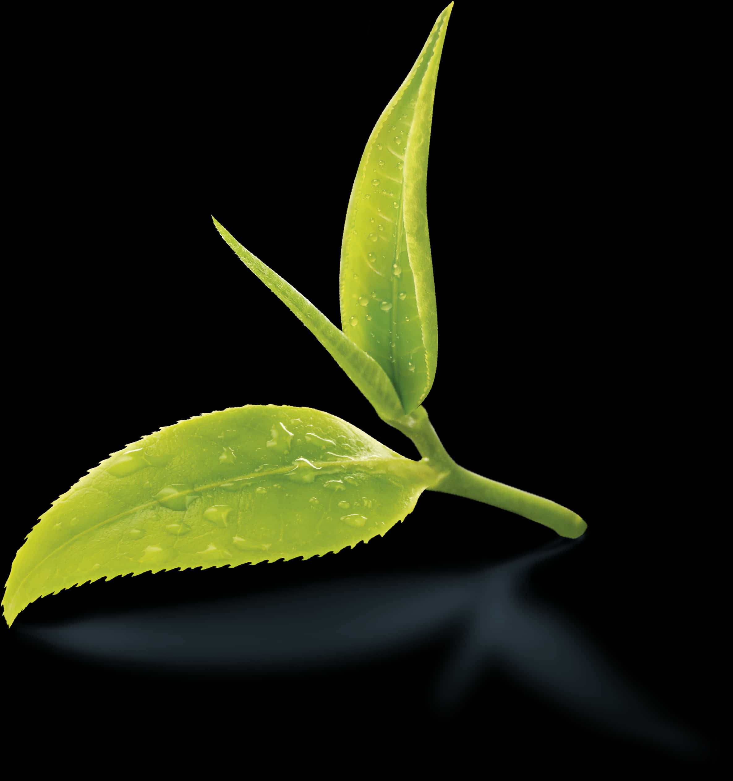 Fresh Green Tea Leaves Dewdrops PNG image