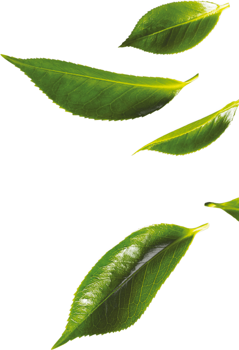 Fresh Green Tea Leaves Floating PNG image