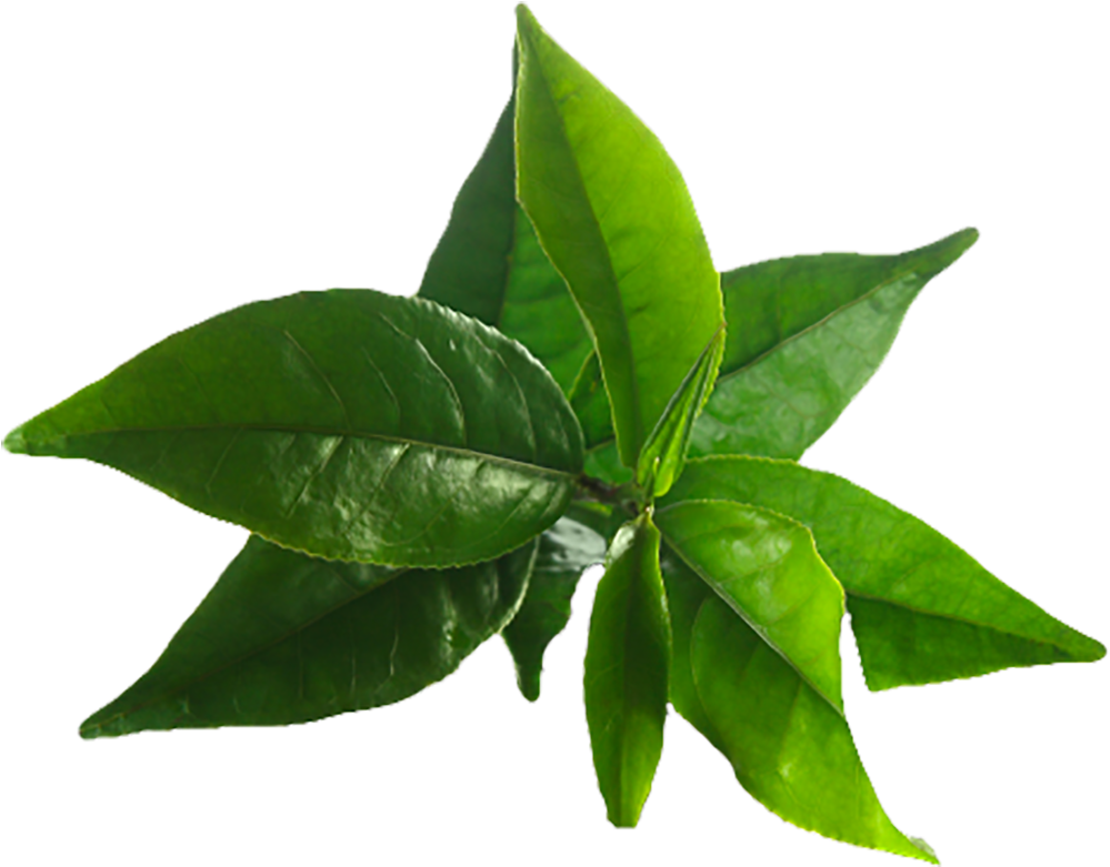 Fresh Green Tea Leaves.png PNG image