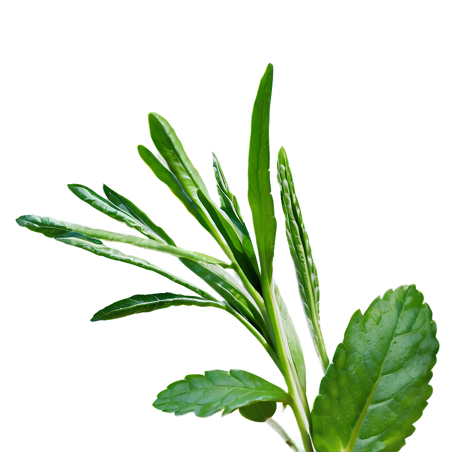 Fresh Herb Png 06272024 PNG image