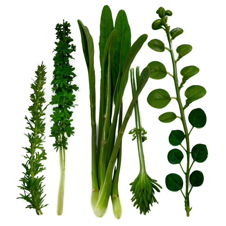 Fresh Herb Png 72 PNG image