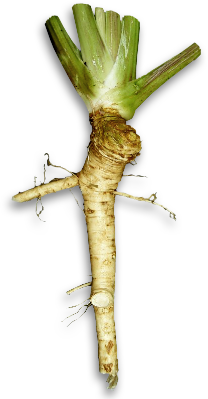 Fresh Horseradish Root PNG image