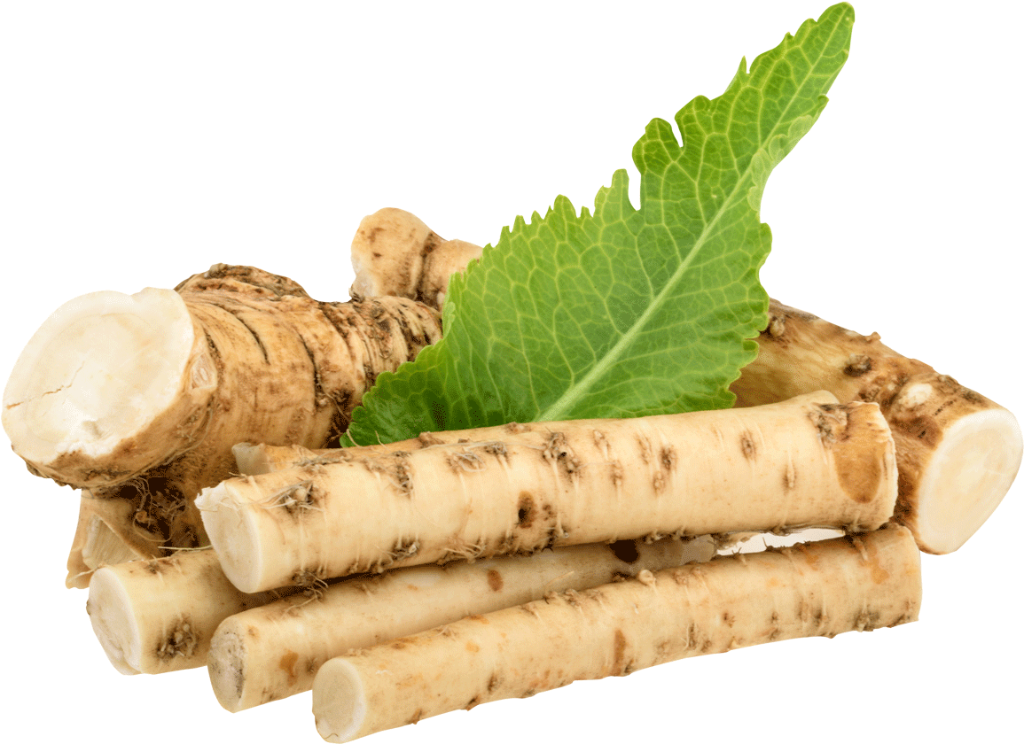 Fresh Horseradish Rootsand Leaf PNG image