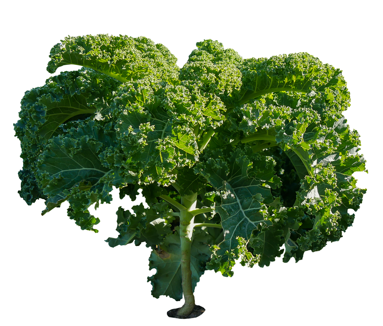 Fresh Kale Isolatedon Black Background PNG image