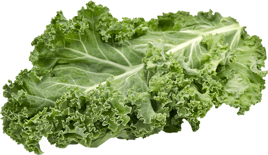 Fresh Kale Leaf Isolated PNG image