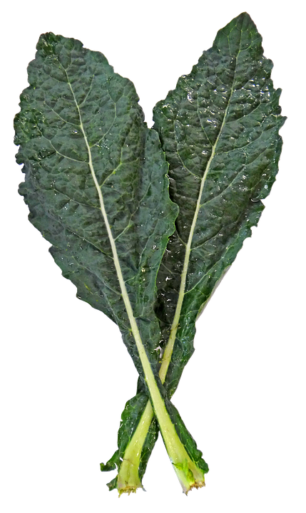 Fresh Kale Leaves PNG image