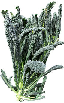 Fresh Lacinato Kale Bunch PNG image