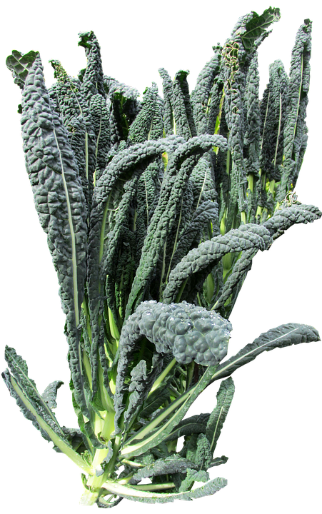 Fresh Lacinato Kale Isolated PNG image