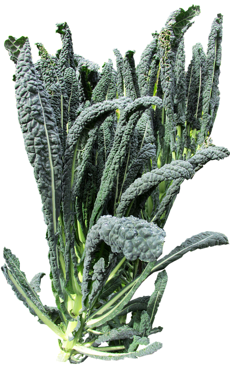 Fresh Lacinato Kale Isolated.png PNG image