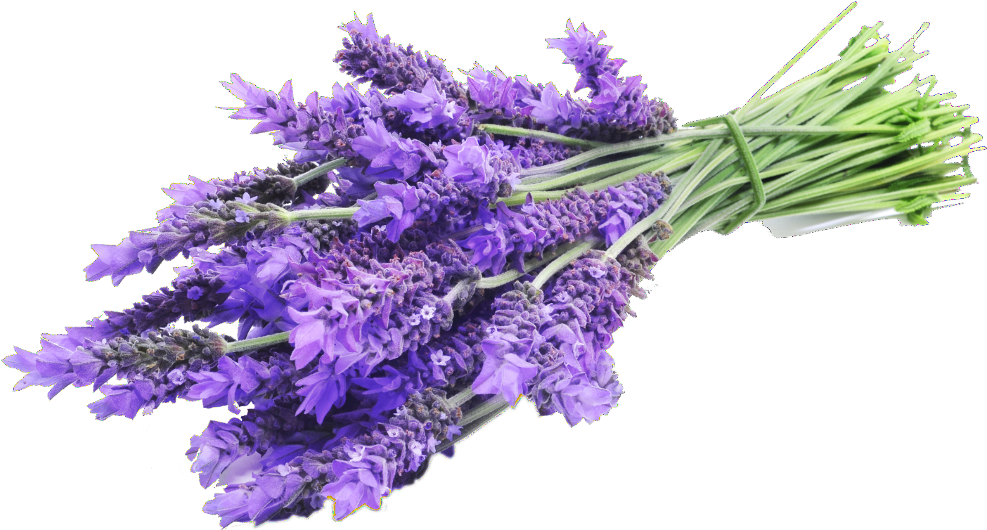 Fresh Lavender Bouquet PNG image