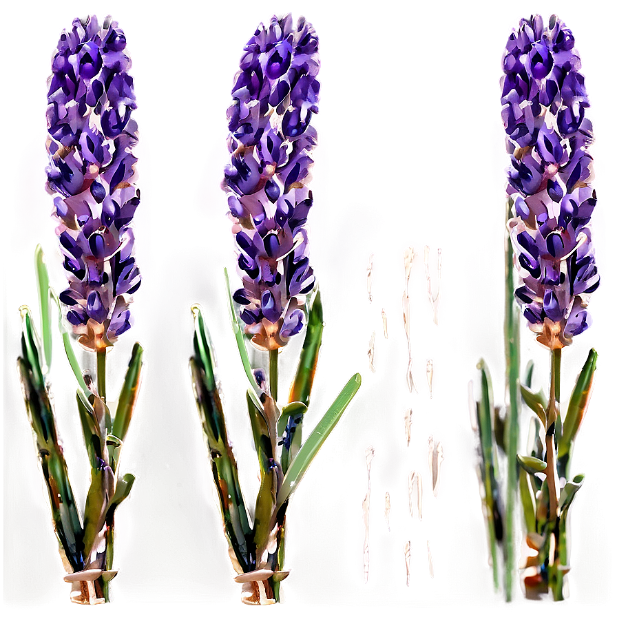 Fresh Lavender Sprigs Png 80 PNG image