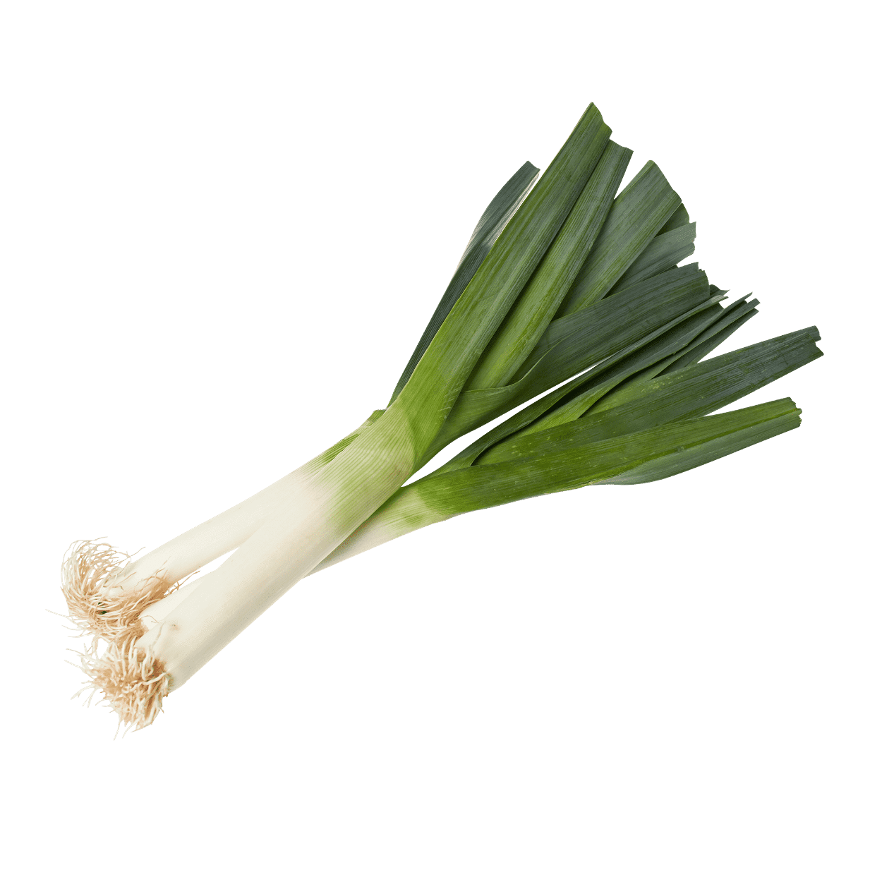 Fresh Leek Against Teal Background PNG image