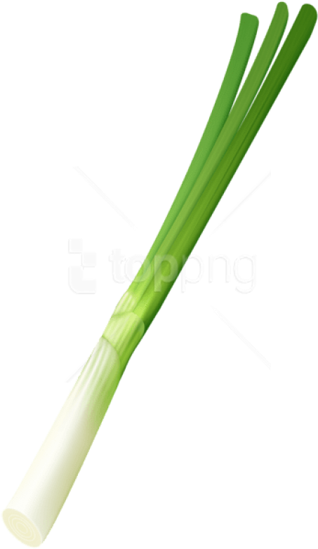 Fresh Leek Isolatedon Background.png PNG image