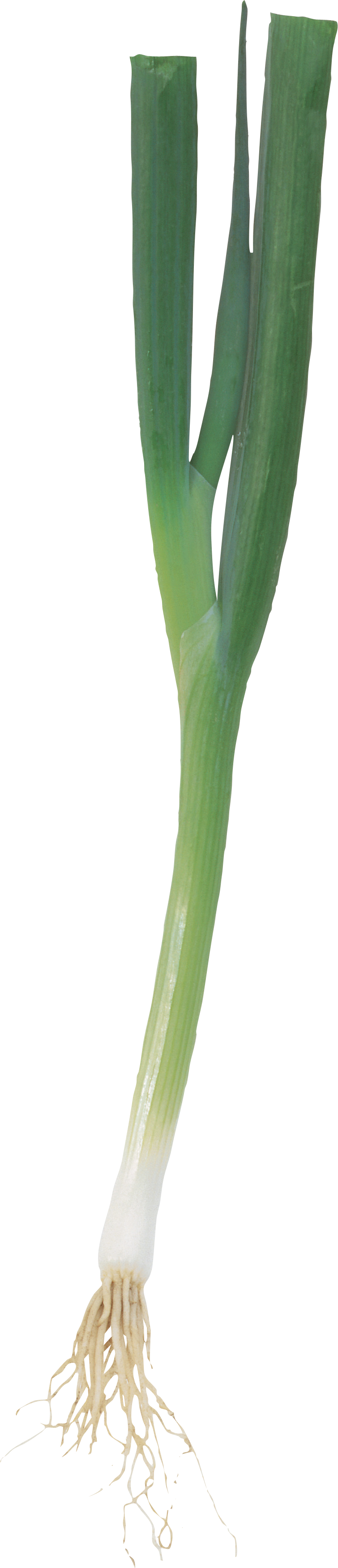 Fresh Leek Vegetable Isolated PNG image