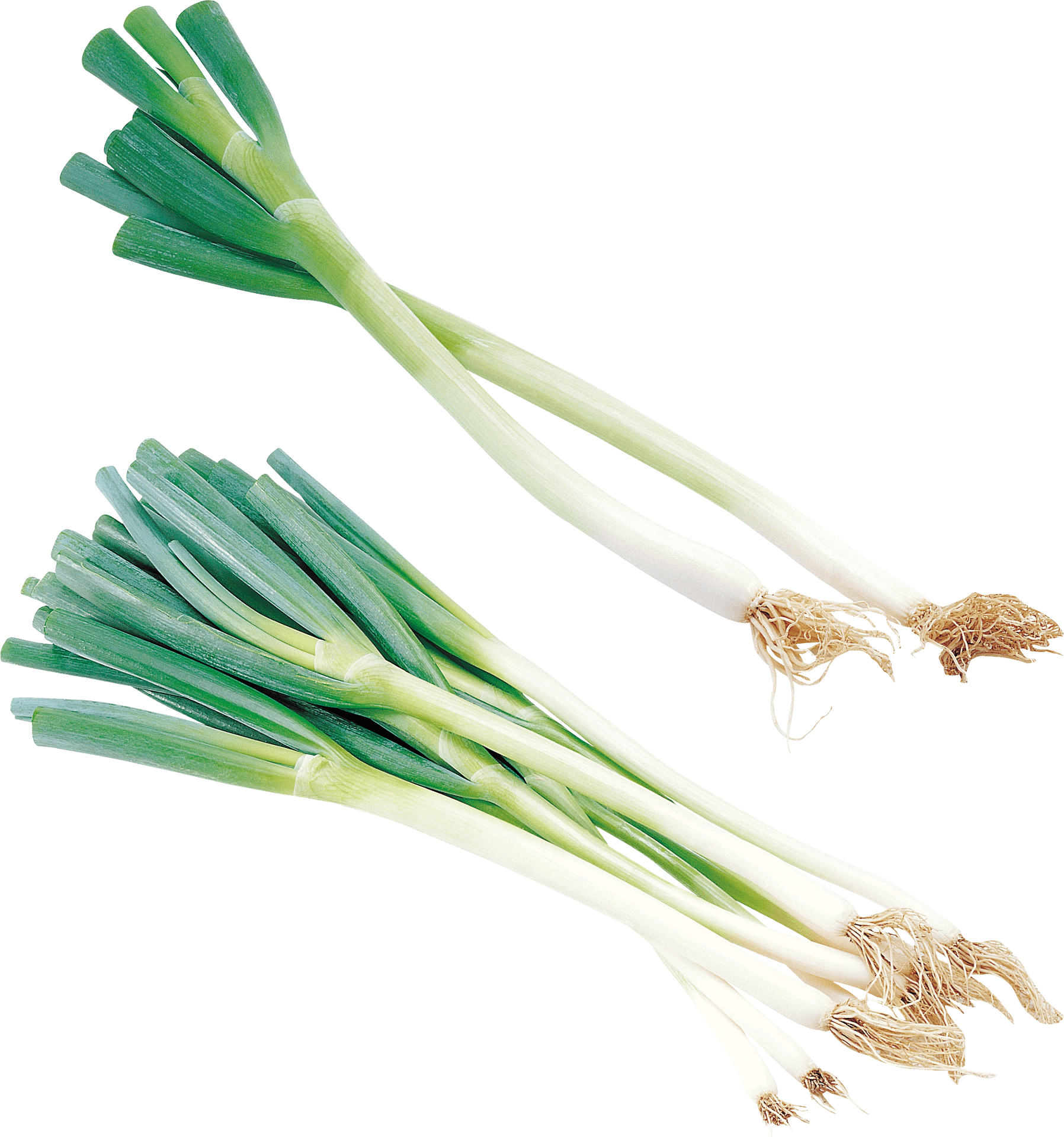 Leek Png Images (100++)