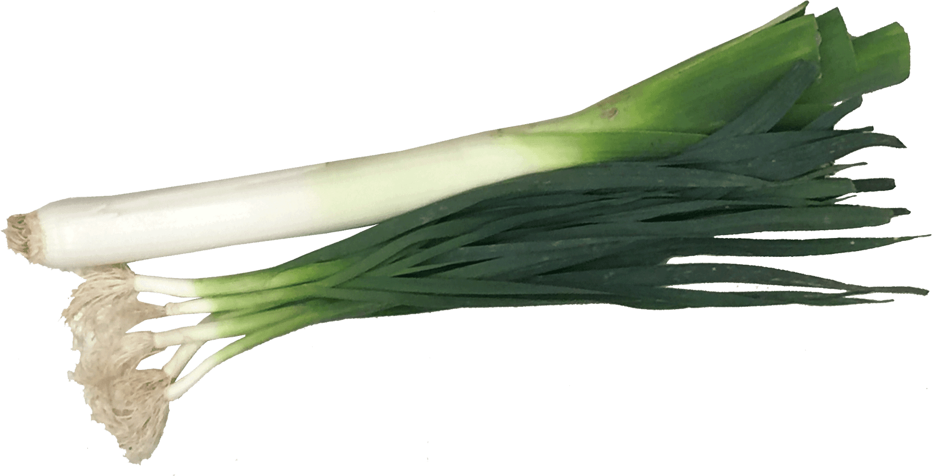 Fresh Leeks Isolatedon White Background PNG image