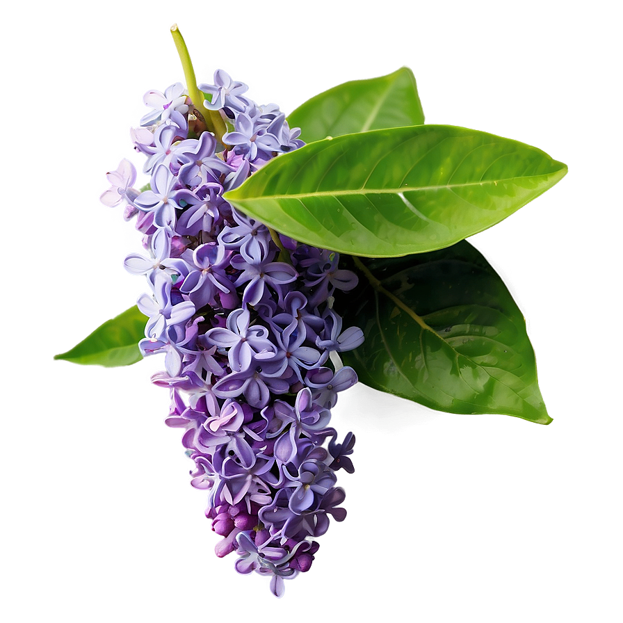 Fresh Lilac Png Jxu PNG image